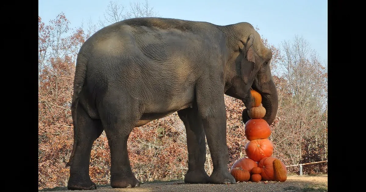 An elephant stands near a pile of pumpkins in a natural setting with autumn-colored trees.