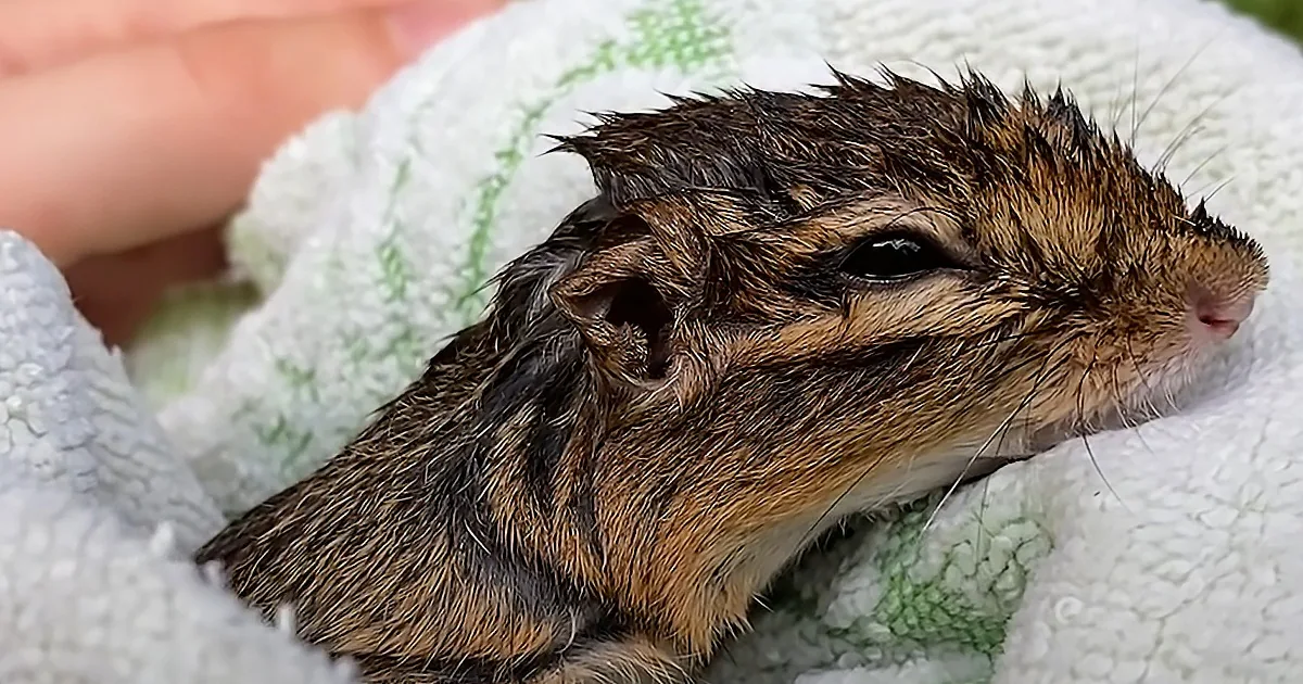A wet, brown and black chipmunk rests on a white towel with green patterns.