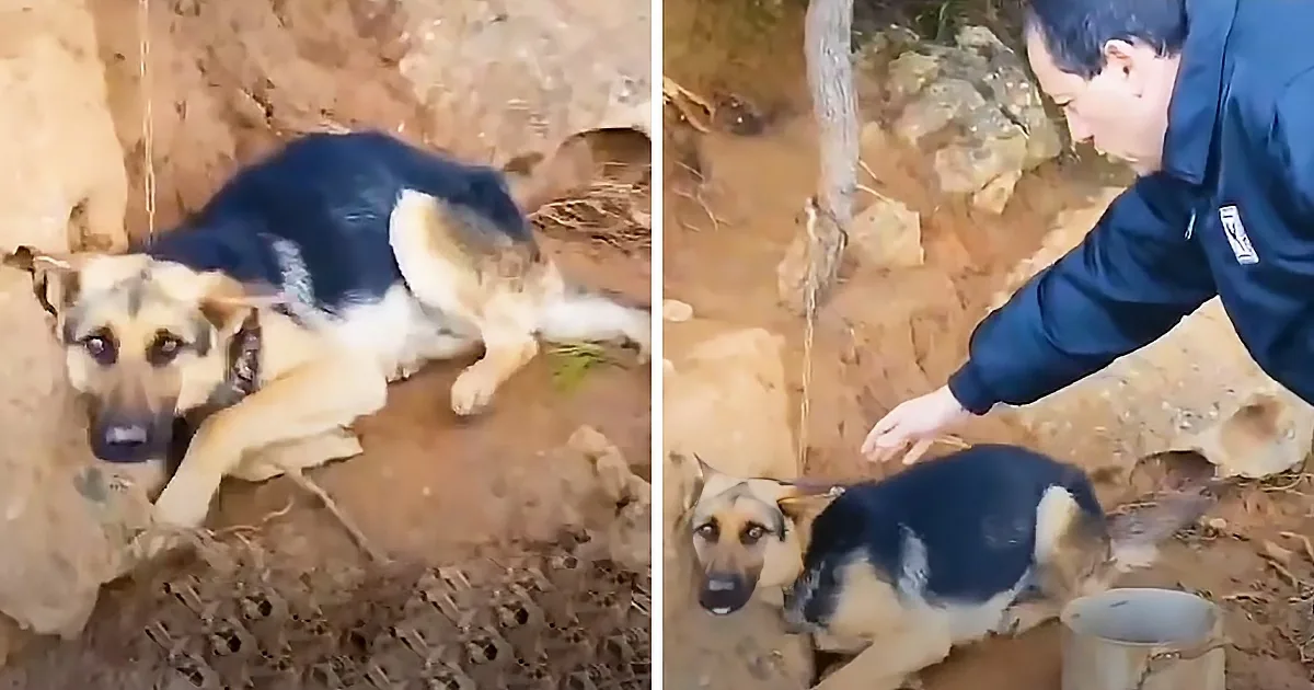 A German Shepherd dog is lying in muddy water, looking up, while a person reaches out to it.