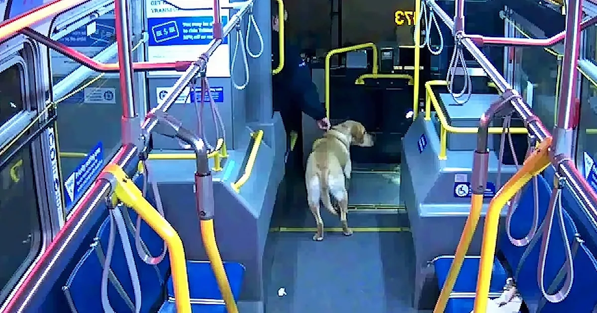 A dog is being guided by a person down the steps of a bus.
