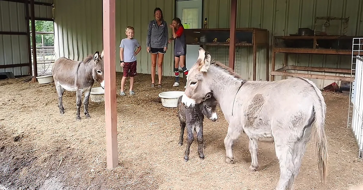Newborn Miniature Donkey's Protective Mama Won't Let Anyone Get Close