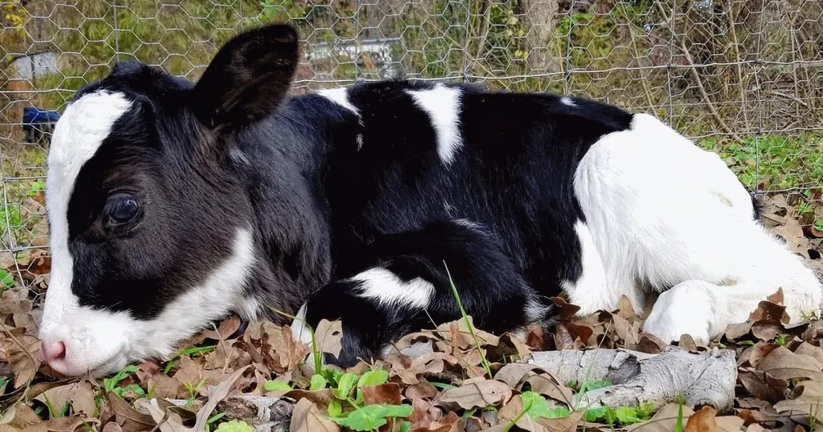 Cow's Life Is Changed Forever When a Loving Family Accepts Her as Their Own
