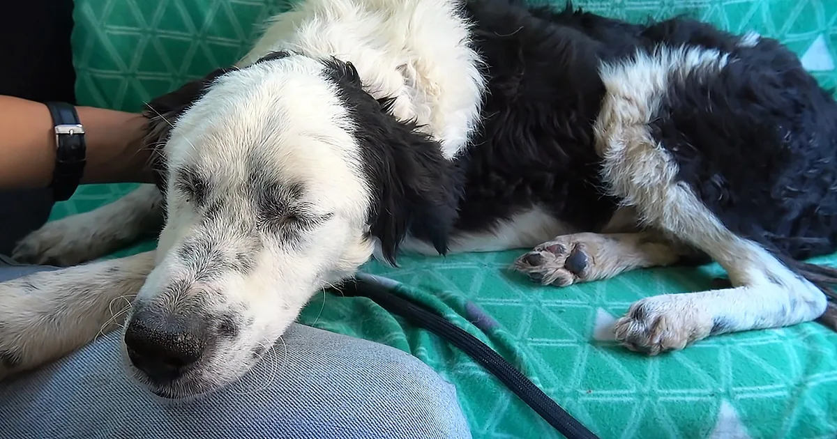 A white and black dog with closed eyes rests peacefully on a green patterned surface.