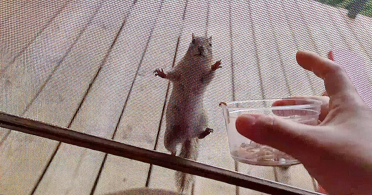 Kindhearted Woman Feeds Her Chipmunk Friends Every Morning