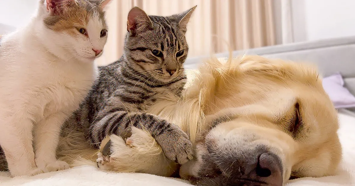 A dog sleeps peacefully while two cats rest nearby, creating a cozy scene.