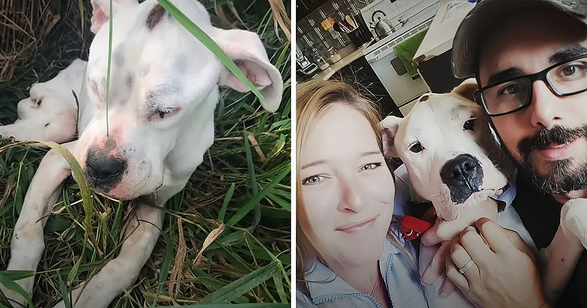 Helpless Stray Dog Rescued and Transformed by Compassionate Couple