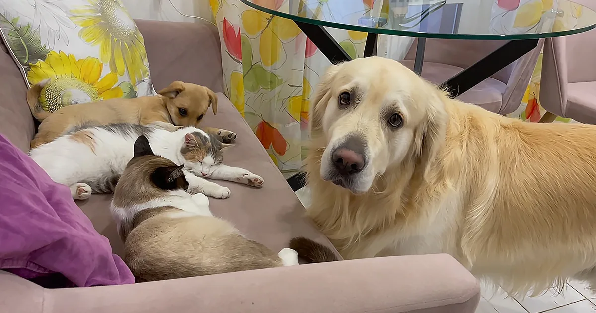 A golden retriever stands near a couch where a cat and a puppy are sleeping.