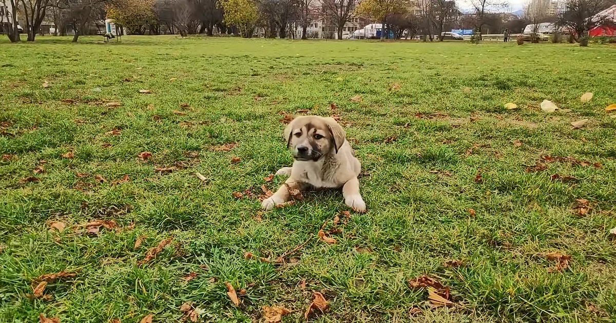 Rescued Puppy Finds Loving New Home With Kids, Dogs and a Yard to Play In