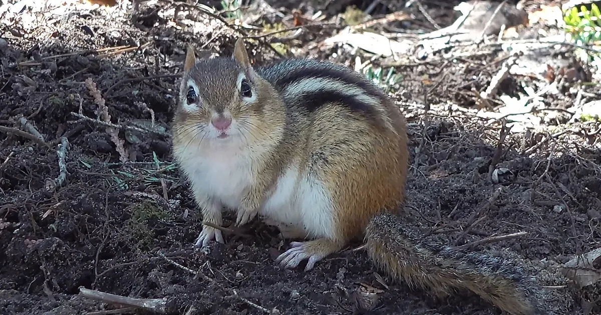 Adorable Chipmunk Accidentally Plants an Oak Tree