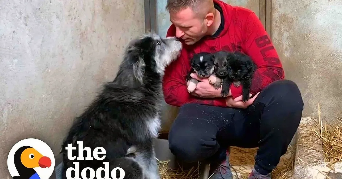 A man in a red shirt holds two black puppies while a large black dog looks up at him.