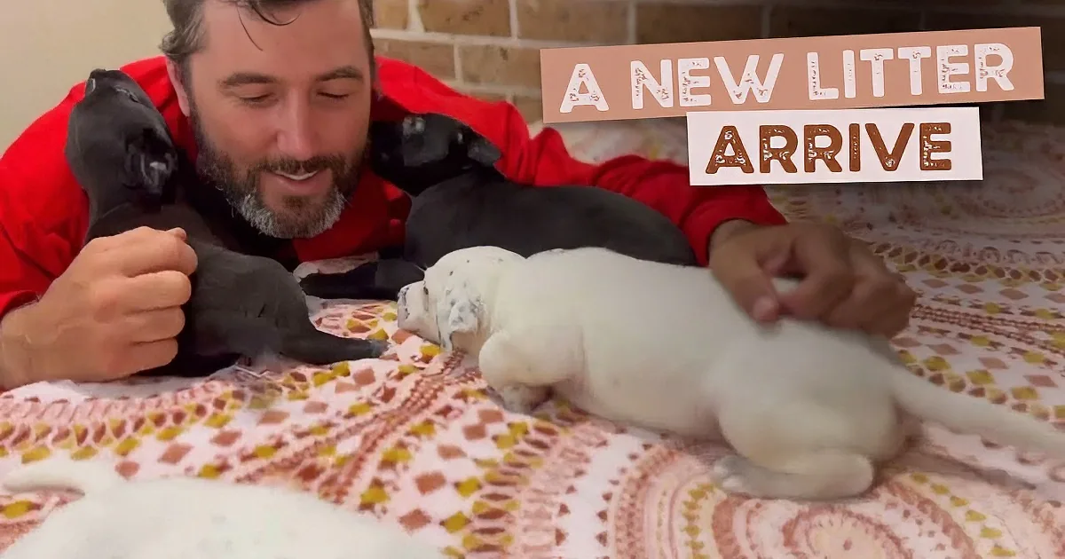 Surprise Litter of 9 Puppies Has a Cuddle Fest at Rescue
