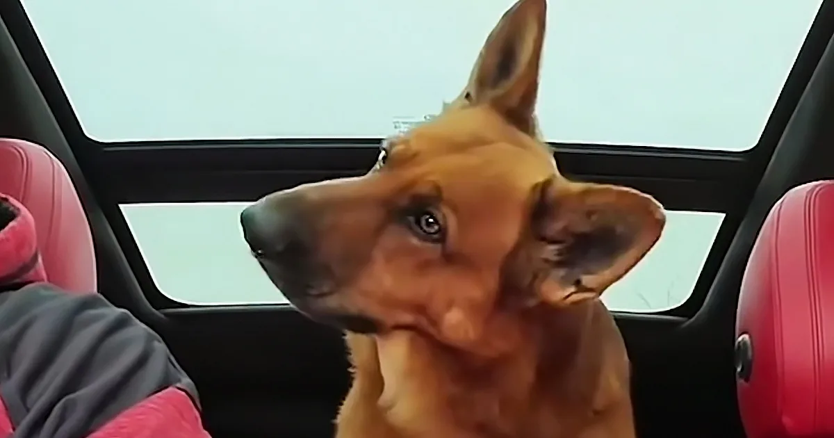 A German Shepherd dog sits in a car, looking directly at the camera with a curious expression.