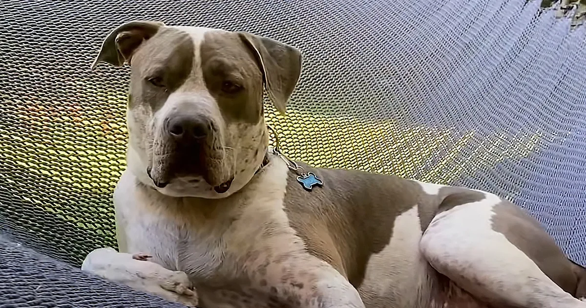 A dog with a white and brown coat lies in a hammock, wearing a blue bone-shaped tag.
