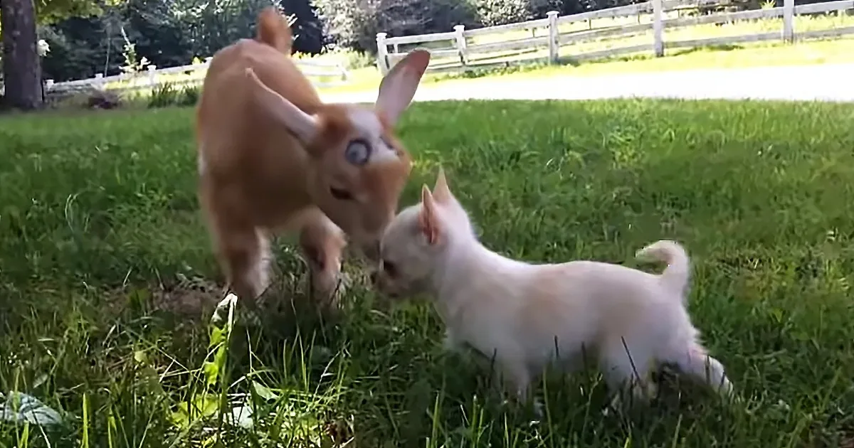 Two small dogs, one white and one brown, are playfully interacting in a grassy yard.