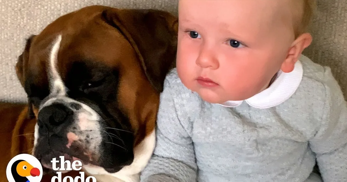 A baby is laughing while holding an adult's head, and another baby is sitting in a high chair with a dog nearby.