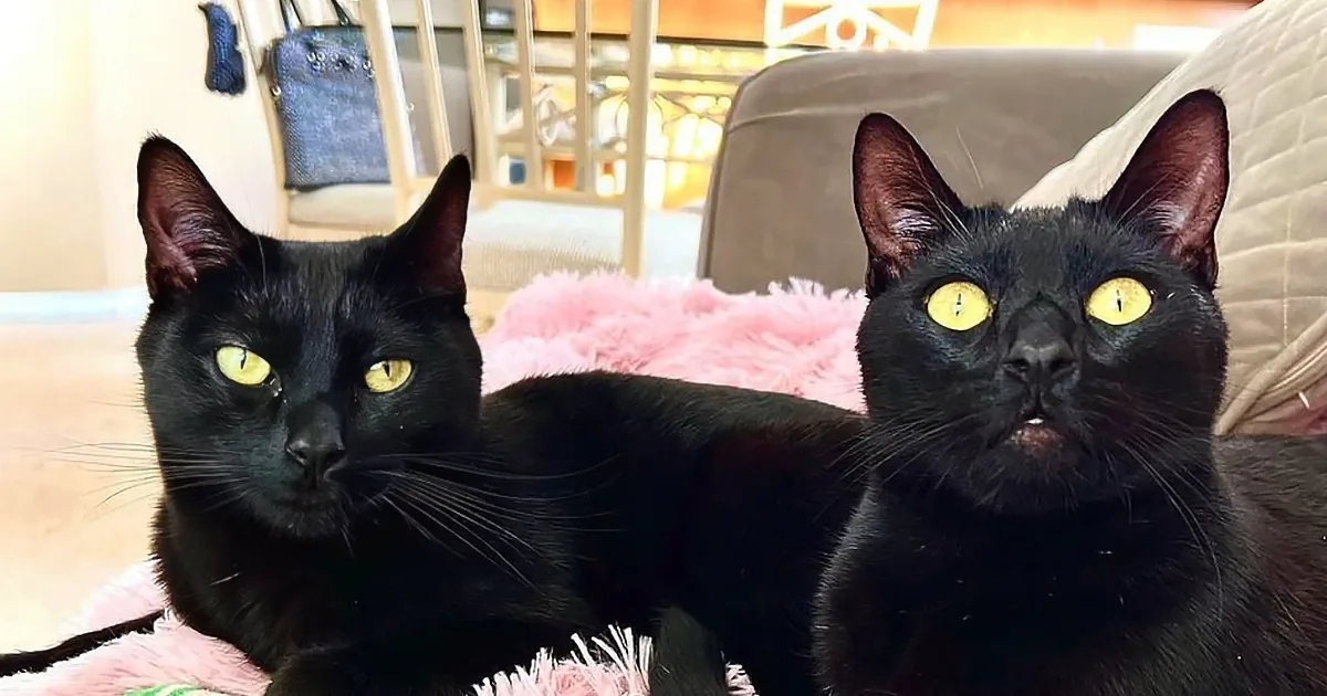 Two black cats with striking yellow eyes sit on a pink fluffy blanket, gazing directly at the camera.
