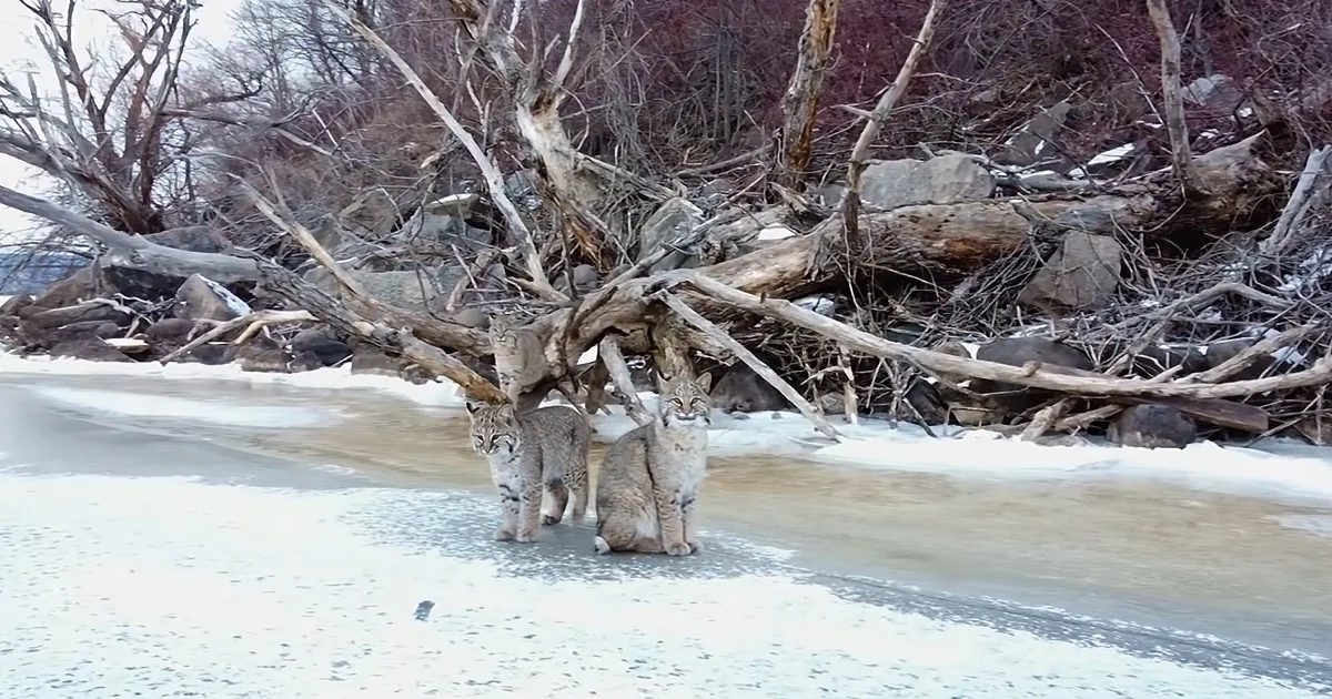 Drone Captures 3 Bobcats Chilling out on a Frozen River
