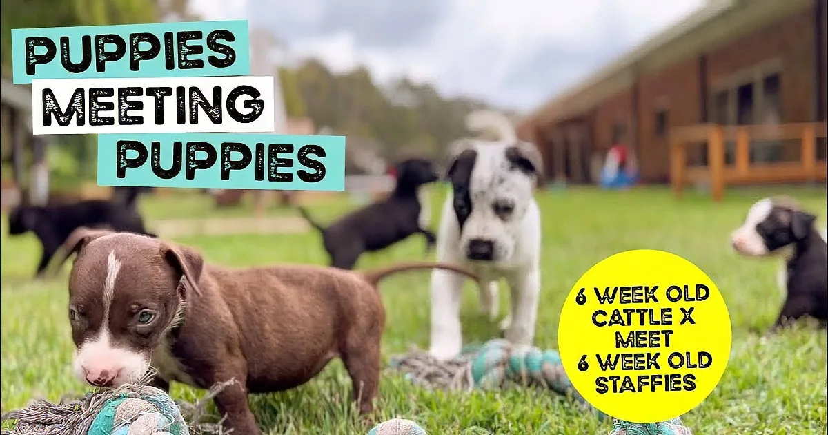 Staffy Puppies Meet Cattle X Puppies for the First Time