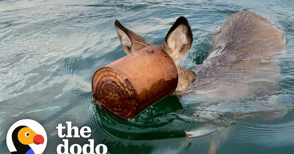 A man walks into water, while a deer swims with a bucket on its back.