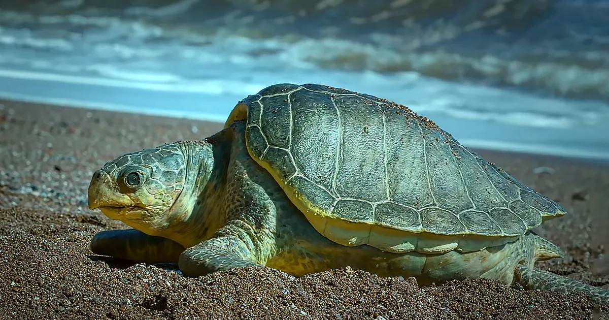 A sea turtle with a greenish shell and yellow underbelly rests on sandy beach near ocean waves.