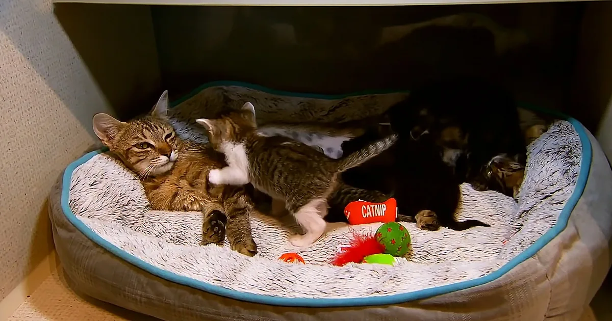 A tabby cat lounges on a cozy bed with a kitten and a black cat, surrounded by cat toys.