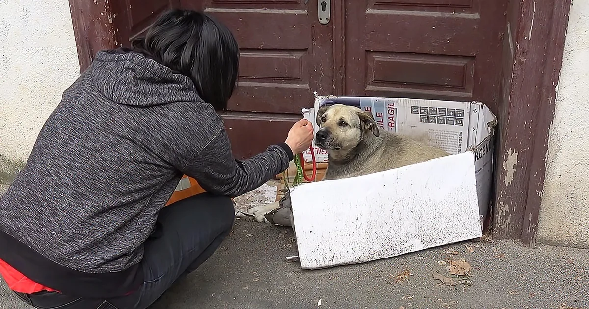 A woman kneels beside a dog in a cardboard box, holding a leash.