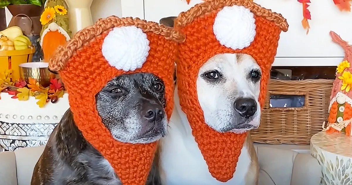 Two dogs wearing orange crocheted fox hats sit side by side in a cozy, autumn-themed setting.