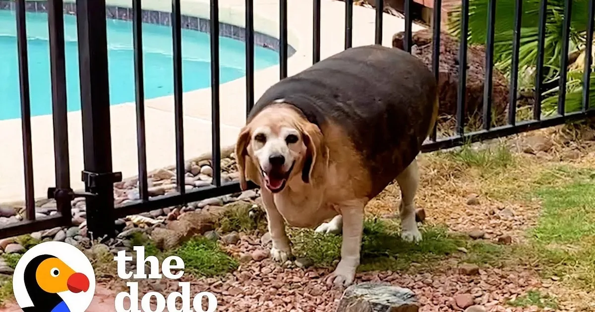 A beagle dog is shown in two images: one with a large belly and another walking with a pink toy.