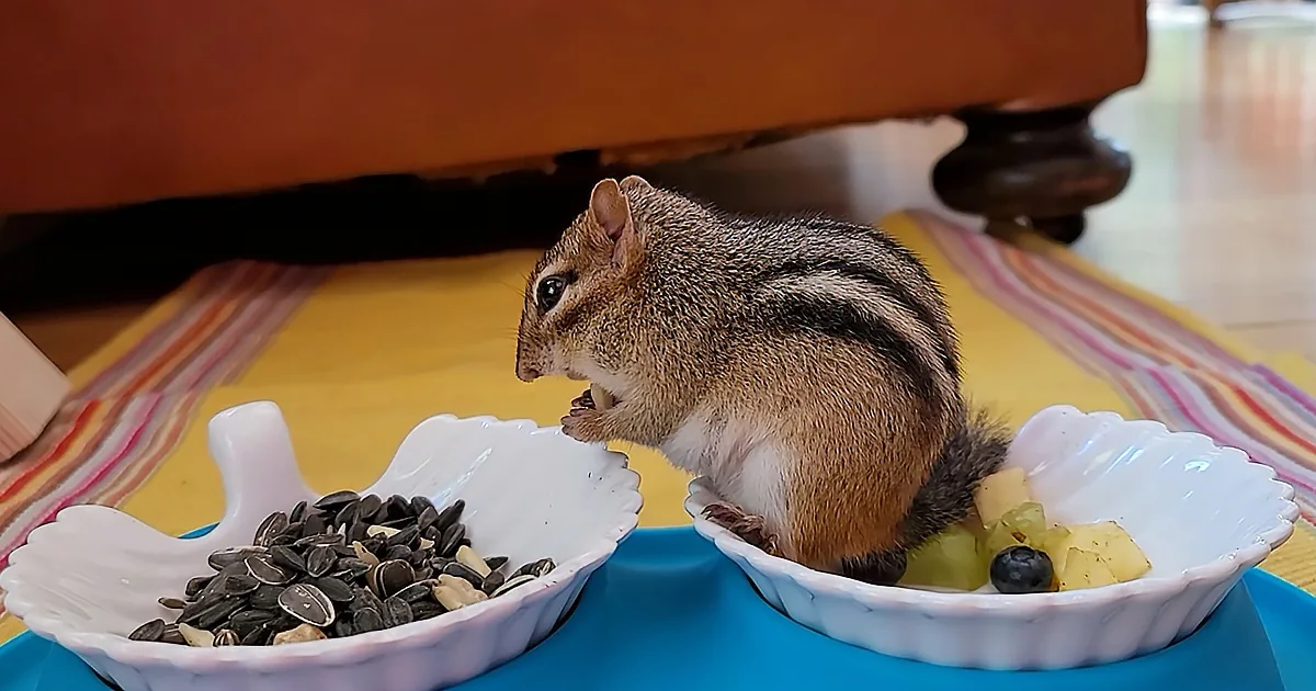 A chipmunk sits between two bowls, one with sunflower seeds and the other with fruit, on a colorful cloth.