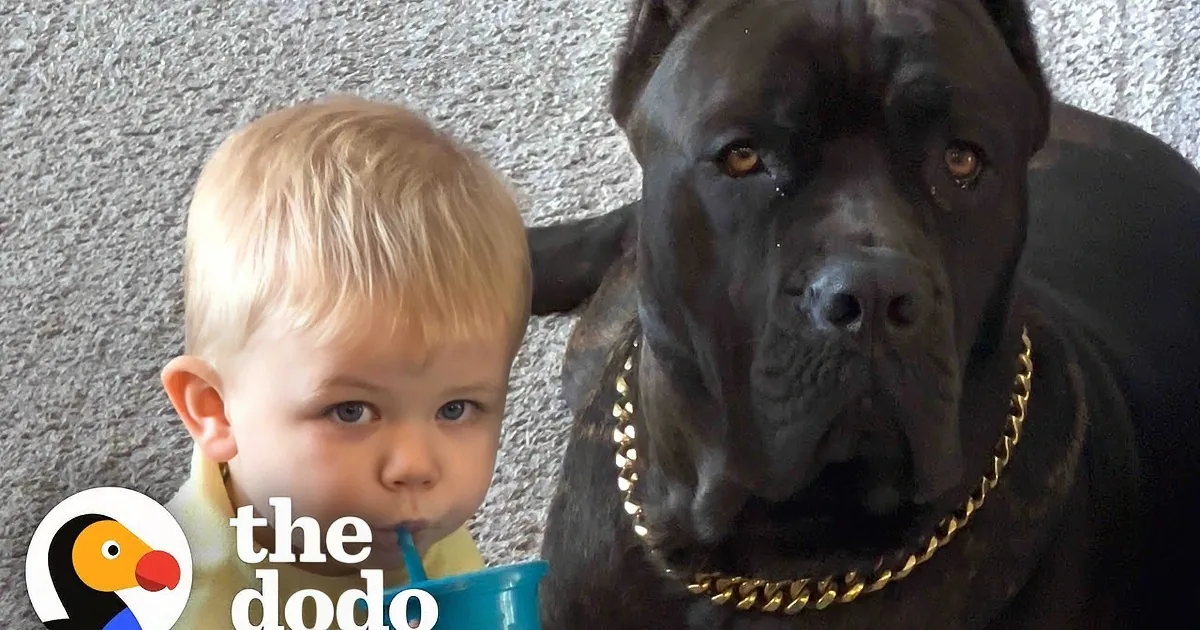 A baby interacts with a large black dog, showing curiosity and playfulness in a cozy home setting.