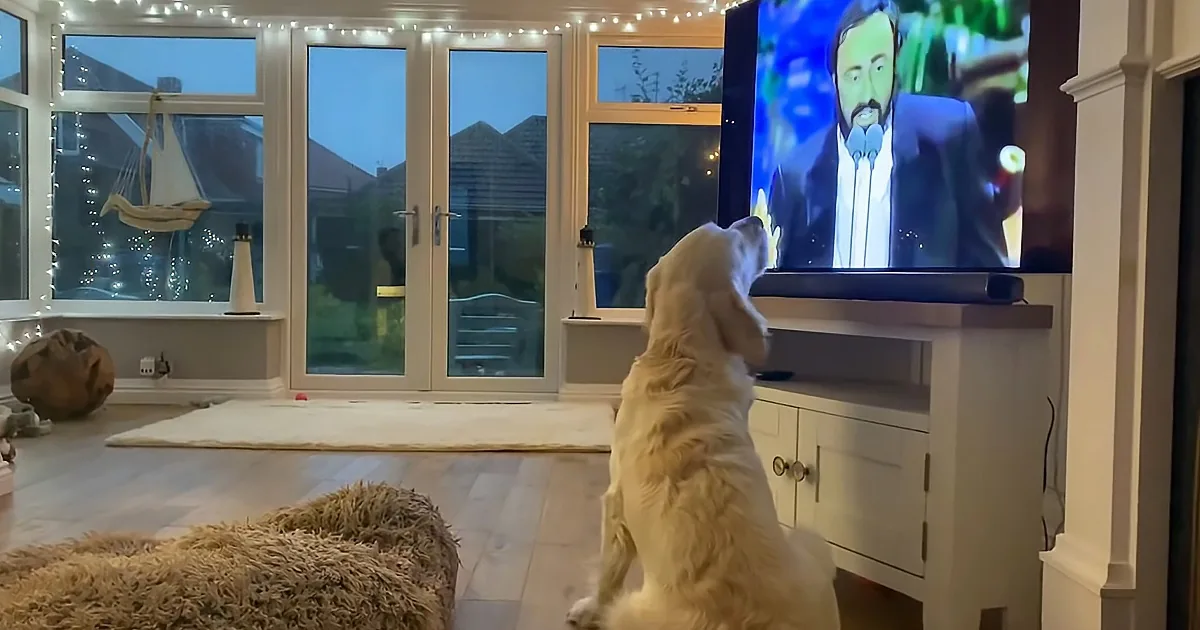 Labrador Sings Along With Favorite Tenor Pavarotti on ''O Sole Mio''