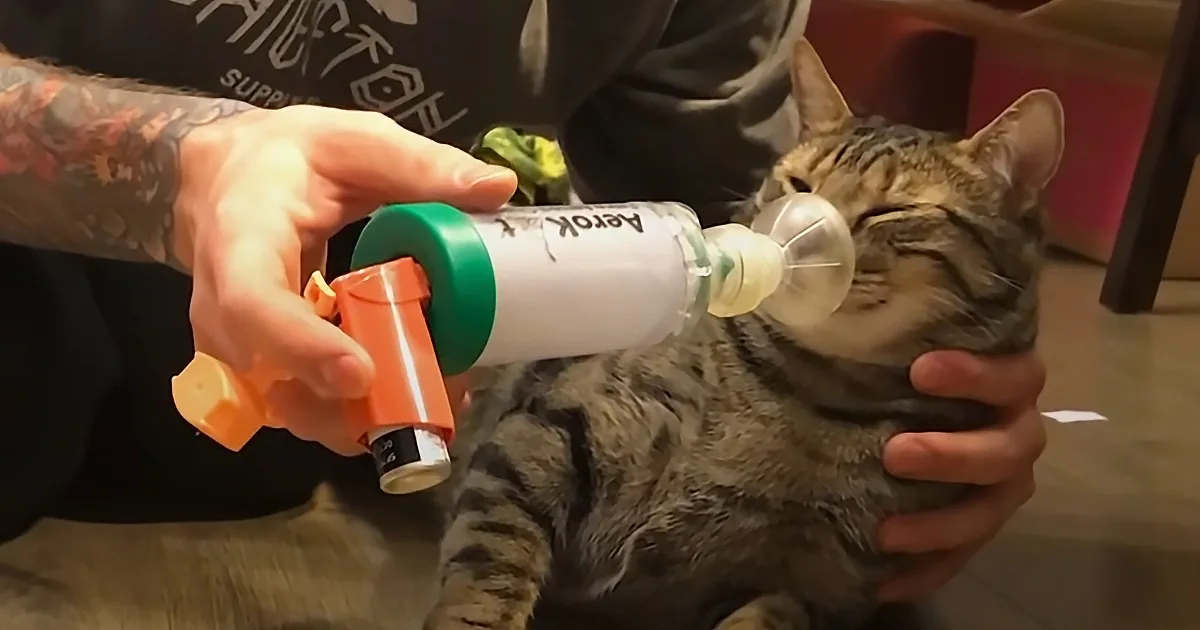 A tabby cat is being fed from a bottle attached to a nebulizer by a person with tattoos.