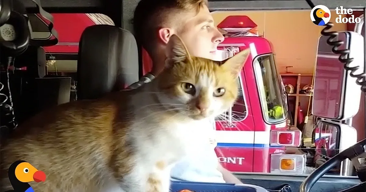 A ginger and white cat sits in the foreground, with a firefighter and a fire truck visible in the background.
