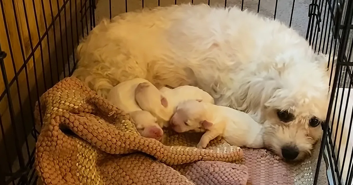 A fluffy white dog rests with two newborn puppies on a cozy blanket inside a cage.