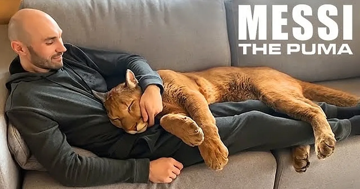 A man lies on a couch with a relaxed puma resting on his chest, both appearing calm and comfortable.