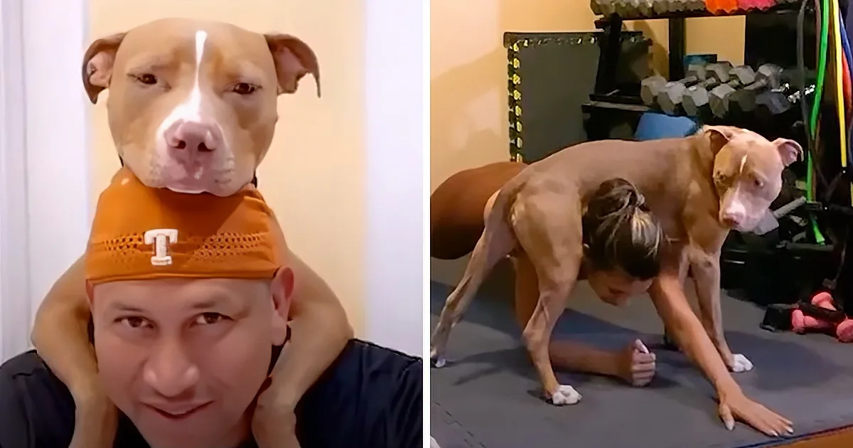 Rescue Pittie Is a Goofball Around His Human Grandma and Grandpa