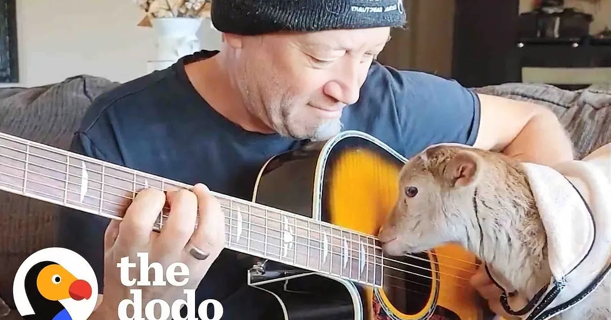 Little Rescued Lamb Knows: Music Is Medicine for All to Enjoy