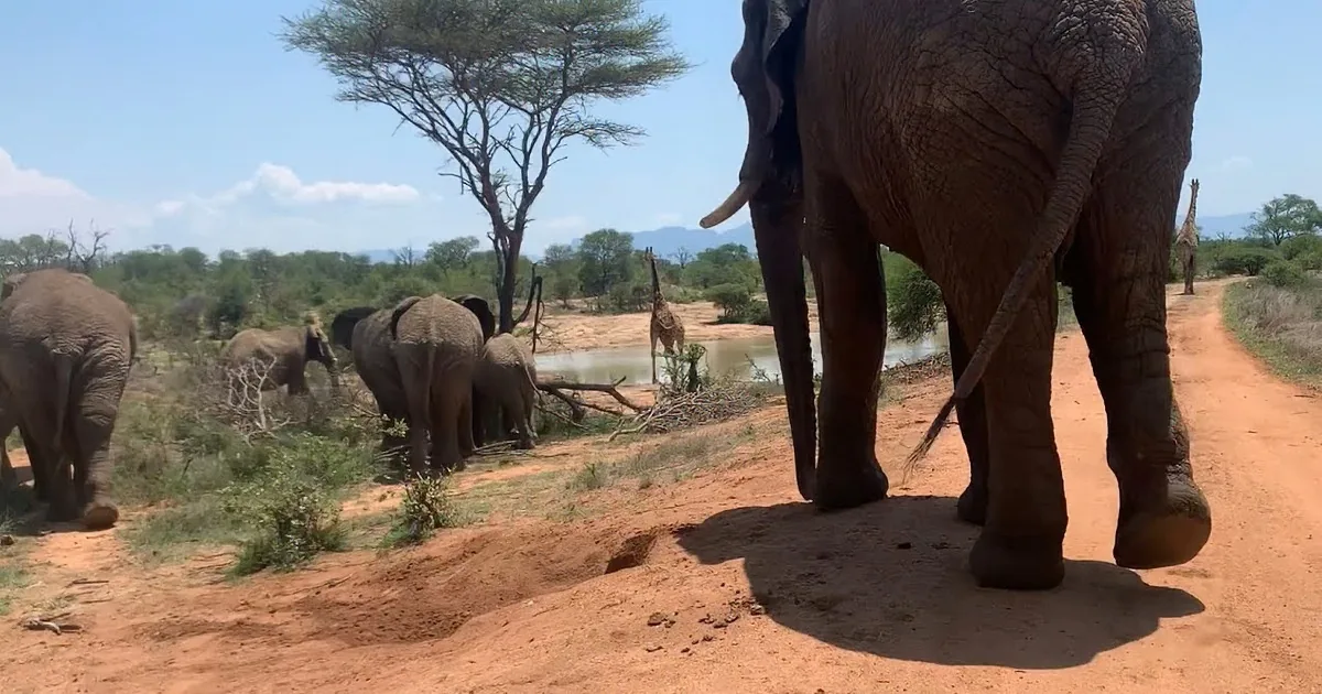 Majestic Giraffes and Elephants Take a Lazy Stroll to the Waterhole