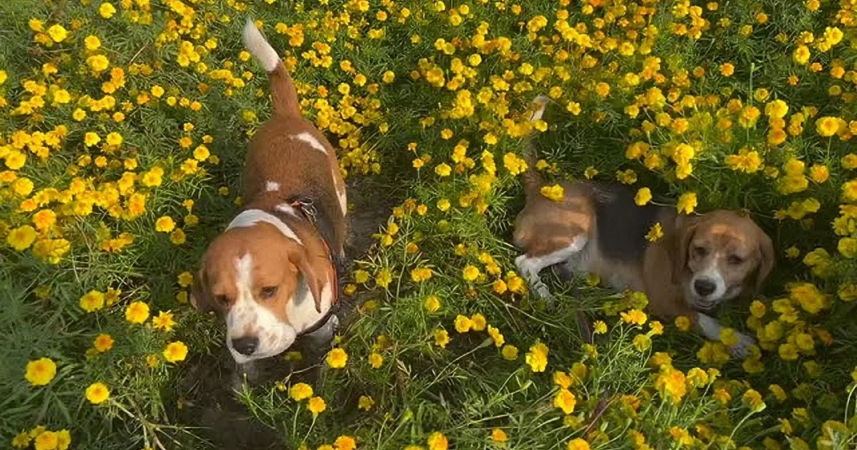 Two beagles amidst vibrant yellow flowers, one standing alert, the other lying down, both surrounded by lush greenery.