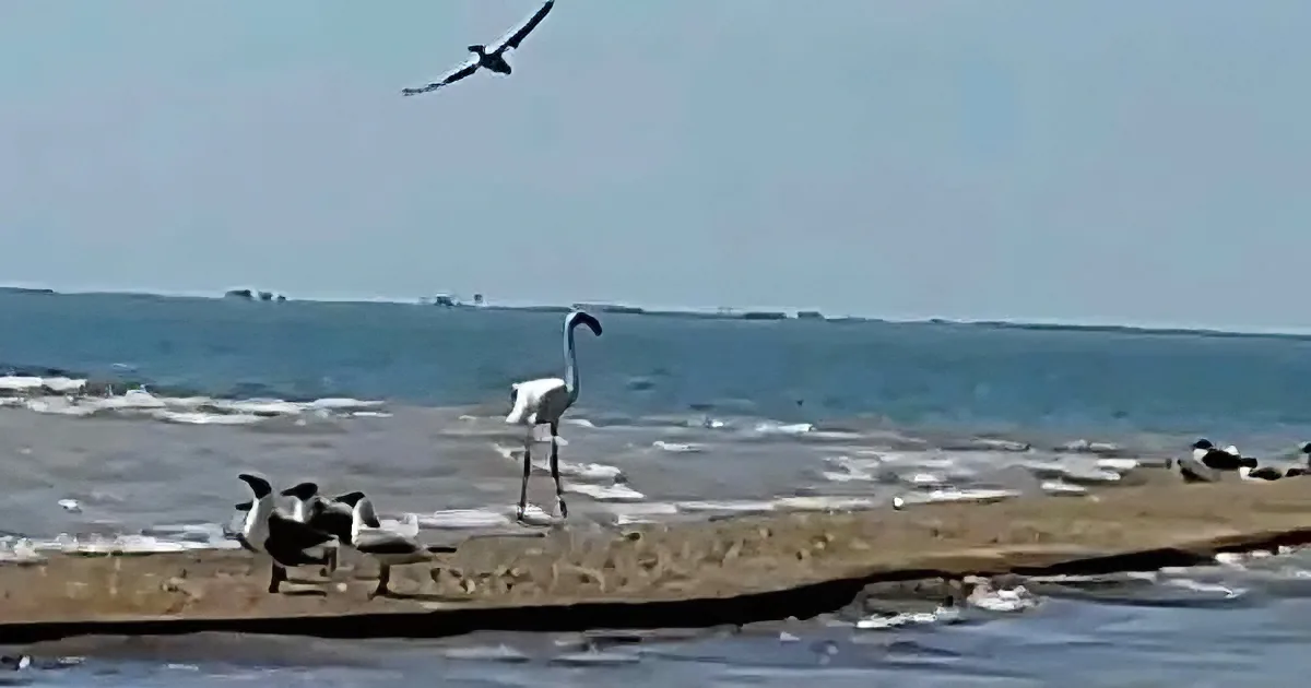 Fugitive Flamingo on the Run for 17 Years