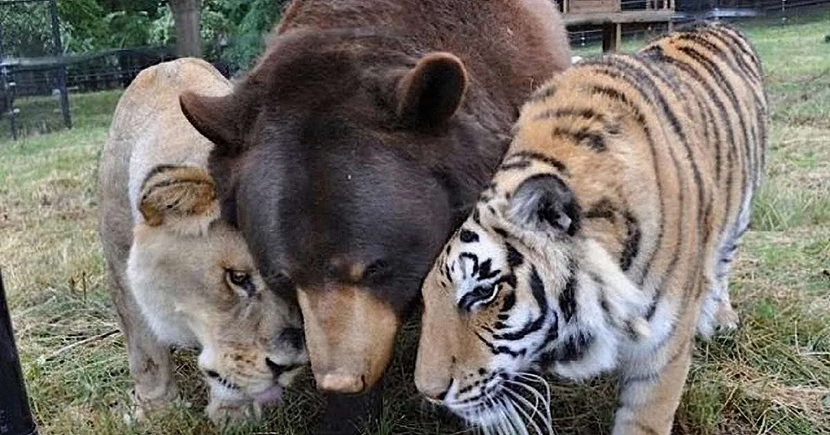 A lion, a black panther, and a tiger are together in a grassy area, seemingly interacting peacefully.