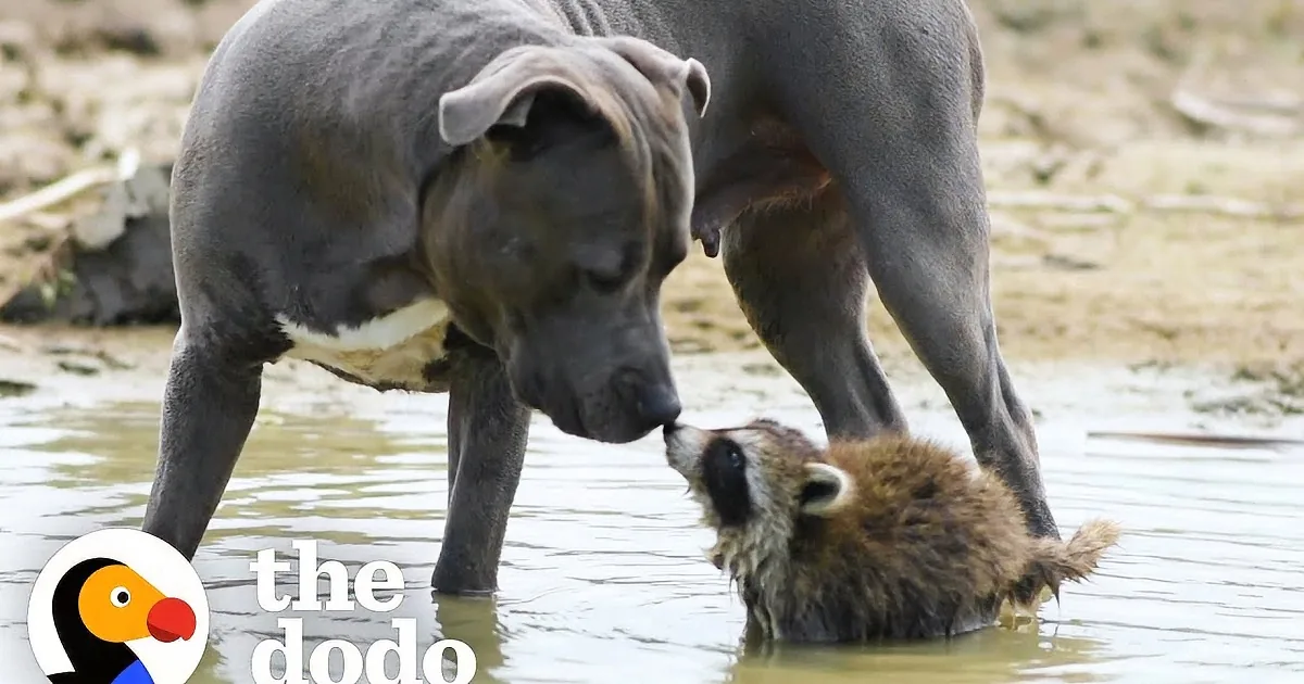 A cow and a porcupine are both drinking water from a shallow pond.