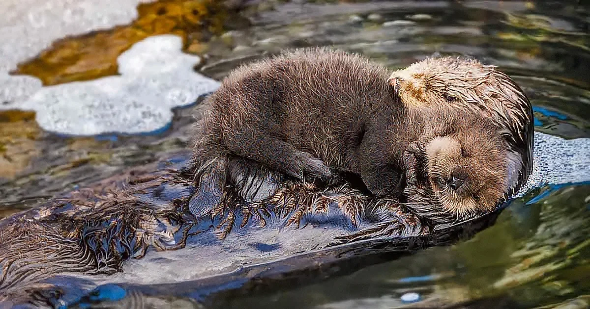 A wet sea otter rests on a rock, its fur glistening with water, eyes closed in tranquility.