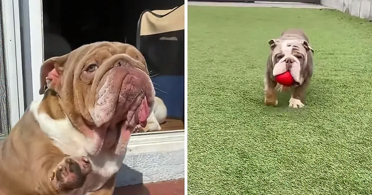 Special Needs Dog Named 'Mugshot' (Because Nobody Should Be This Good Looking)