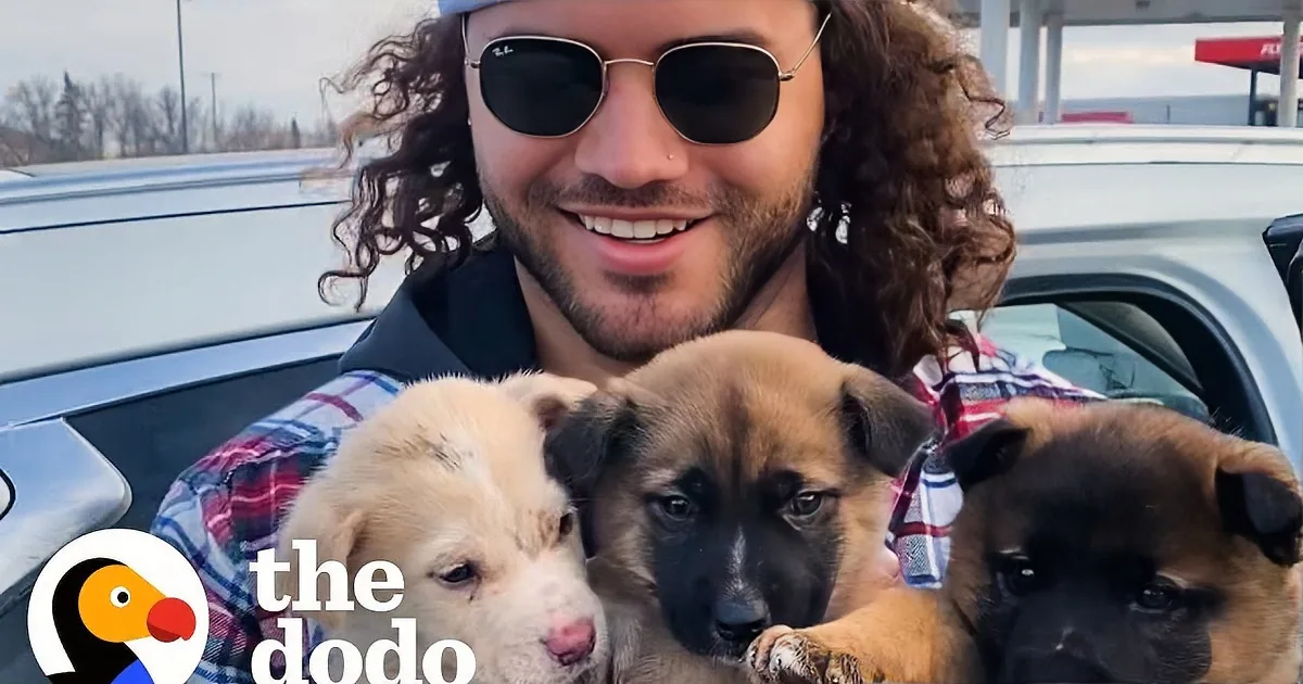 A person wearing a blue beanie and sunglasses is holding three puppies in a car.