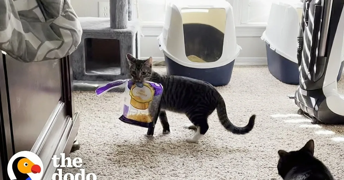 A cat carries a bag of cat food, walking on a carpeted floor near a litter box.