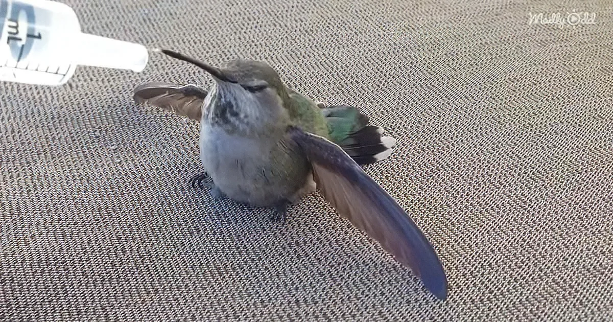 A hummingbird with outstretched wings rests on a textured surface near a measuring device.