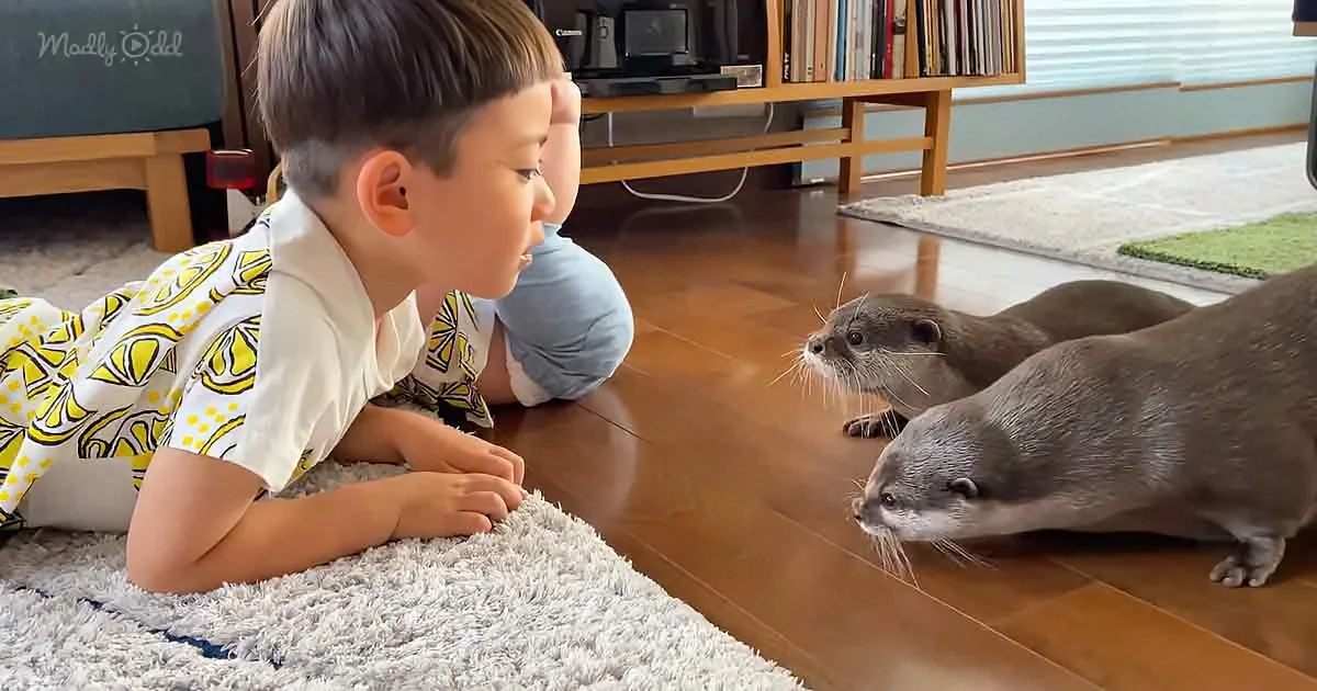 A young boy lies on a rug, observing two otters on a wooden floor in a cozy room.