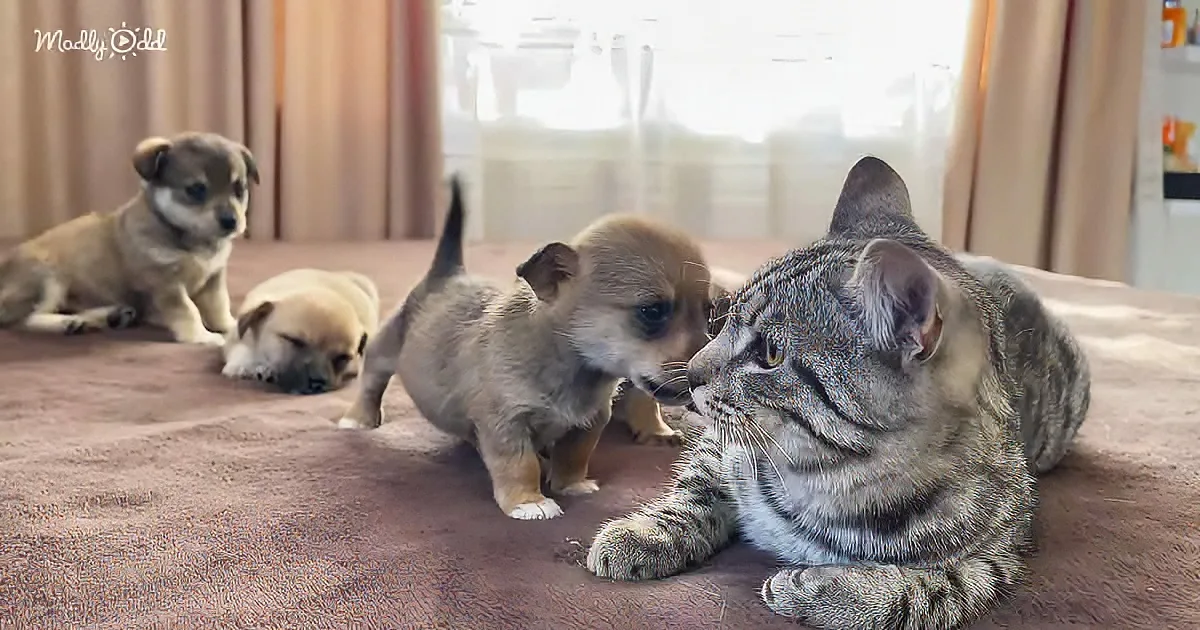 A tabby cat lounges on a carpet, surrounded by four curious puppies, one sniffing the cat's face.