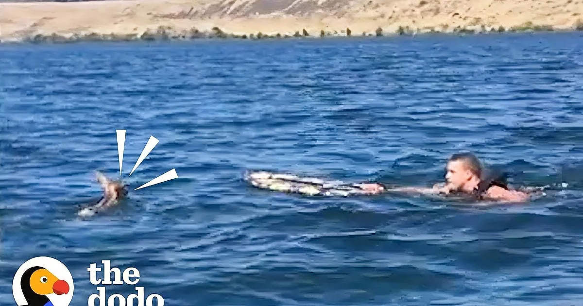 A man in a life vest swims in the ocean, holding a dog.
